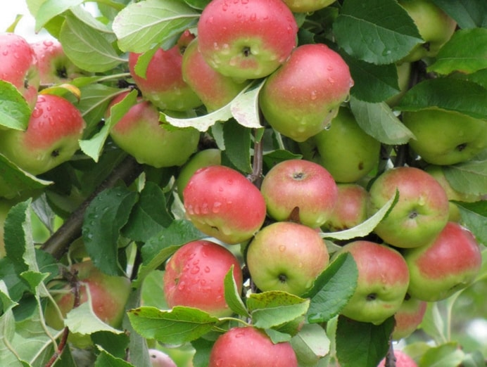 Apple Orchards of